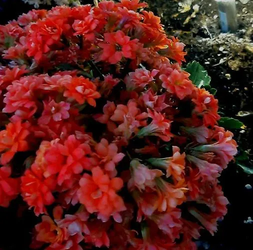 Apartment Luxury M&n In - Free Parking *